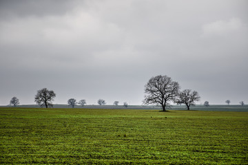 Winter time landscape image of Tree or green field, meadow with tree at winter time. Cloudy sky. Azerbaijan nature. Caucasus