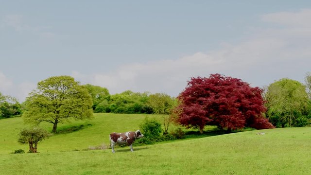 UFO alien abduction cow ufo unidentified flying object aliens close encounter 4k