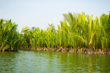 Tourists visit water coconut forest in Hoi An © Big Pearl