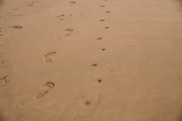 Fototapeta na wymiar bare footprints of human and a small dog walked on wet sand beach