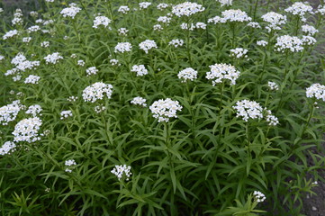 Achillea biserrata called yarrow with small whie aromatic flowers © agatchen