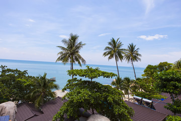 Fototapeta na wymiar Coconut tree at coconut beach on Son island, Kien Giang, Vietnam. Near Phu Quoc island