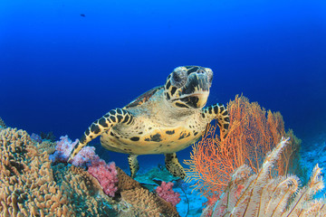 Hawksbill Sea Turtle