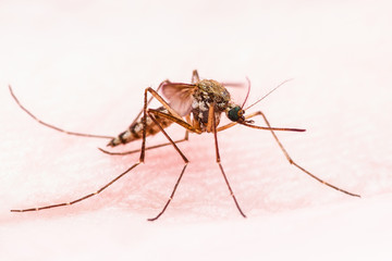 Yellow Fever, Malaria or Zika Virus Infected Mosquito Insect Macro
