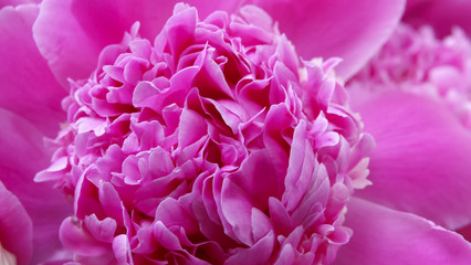 Red peony flower close-up