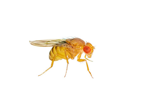 Macro Drosophila Fruit Fly Insect Isolated on White Background