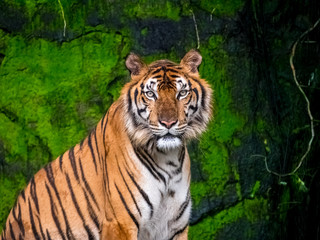 Beautiful Bengal tiger, queen tiger in forest show action nature.