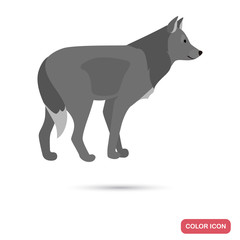 Wolf color flat icon