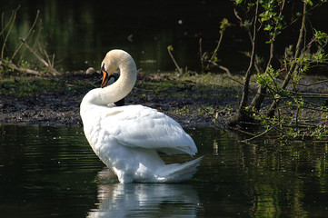 Schwan an Flussufer