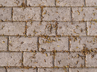 poplar seeds on tiled road background in spring. nature, texture.