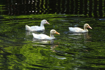 White duck. Young white ducks swimming in the water in the lake. Ducklings swim in the pond. Baby of a white duck. Fauna wallpaper. 
