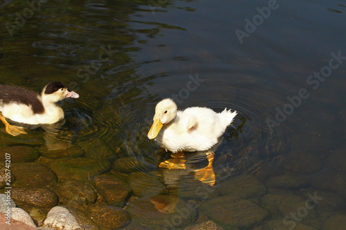 White Duck Cute Baby Duck Young White Ducks Swimming In The Water