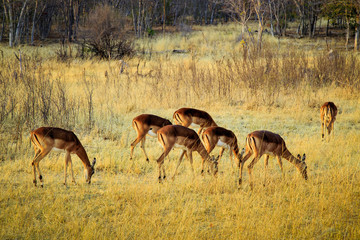 Group of Impala, eating.