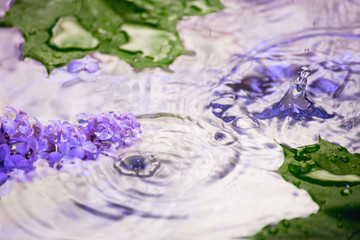 Naklejka na ściany i meble Lilac flowers under the drops of the rain