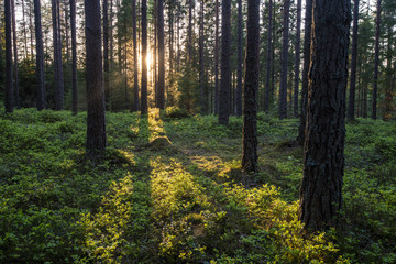 Summer forest with sunlight