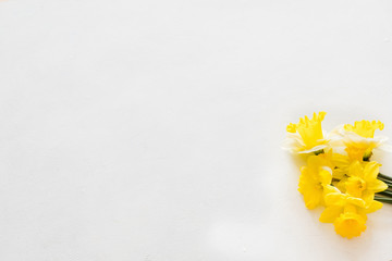 yellow narcissus on white background. flora botany and spring. beautiful flower bouquet on mothers or womens day. free space concept.