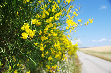 Fototapeta premium flowers of wild genista near old road