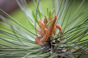 blossoming of a tree a spruce, cones
