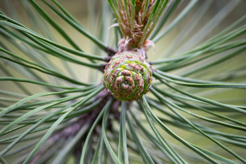 blossoming of a tree a spruce, cones