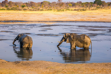 Elephants enjoying the water in Hwange National Park, Zimbabwe. September 9, 2016.