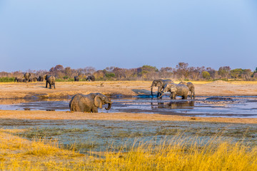Fototapeta na wymiar Elephants gather by one of the remaining waterholes during a drought in Hwange National Park, zimbabwe. September 9. 2016.