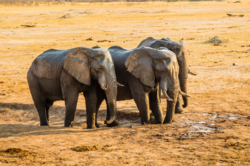 Elephants drinking the last of the water in a dried out waterhole, before the rains in Hwange National Park, Zimbabwe. September 9, 2016.