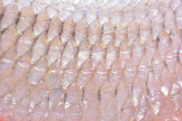 Fish chub texture