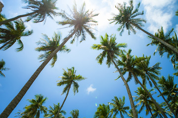 Obraz na płótnie Canvas Beautiful beach with blue sky and coconut in Mui Ne, Binh Thuan province, Vietnam