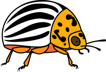 Adult colorado potato beetle on white background