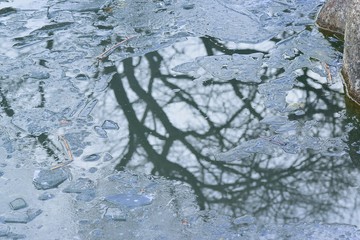 Winter background Reflection of leafless tree on frozen pond waters