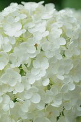 Macro texture of white hydrangea flowers with water droplets