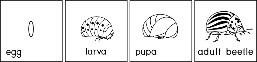 Coloring page. Sequence of stages of development of Colorado potato beetle or Leptinotarsa decemlineata from egg to adult insect