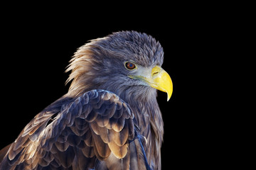 Closeup white-tailed eagle - Haliaeetus albicilla. Isolated on black.