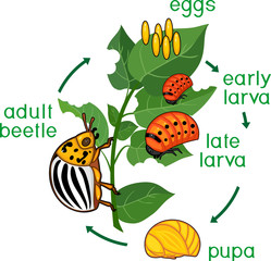 Obraz na płótnie Canvas Life cycle of Colorado potato beetle or Leptinotarsa decemlineata. Sequence of stages of development from egg to adult insect