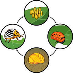 Life cycle of Colorado potato beetle or Leptinotarsa decemlineata. Sequence of stages of development from egg to adult insect
