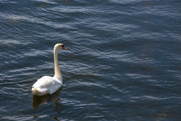 Swan floats on the river surface.