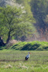 Ein Weißstorch (Ciconia ciconia) auf einer Wiese im Frühling im Naturschutzgebiet Mönchbruch bei Frankfurt, Deutschland.