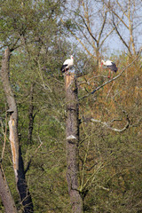 Zwei Weißstörche (Ciconia ciconia) klappern auf abgestorbenen Bäumen im Frühling im Naturschutzgebiet Mönchbruch bei Frankfurt, Deutschland.