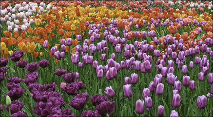 Tulip festival in St. Petersburg