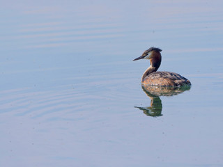 Grèbe huppée & reflet