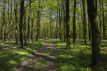 Road in a green forest, spring view