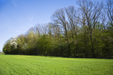 Green young grain and forest, spring view