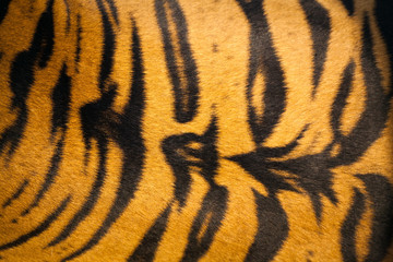 Close up tiger skin texture background.