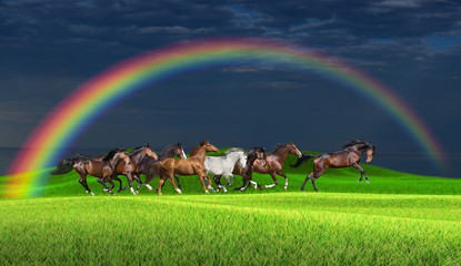 Herd of horses running along a green meadow under a rainbow against a stormy sky © ashva