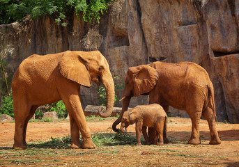 Fototapeta na wymiar African elephants Family.