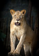 Lioness with black background.