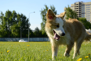  The dog is tired of walking and resting on the green fresh grass. A hot season. Dog health in summer