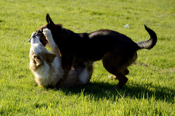  An angry dog ​​attacks. The dog bites. Dangerous for society. Correction of complex dogs. Training