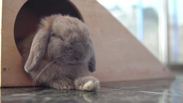 Holland Lop rabbit sleeping in the House. Pets. 4K Resolution