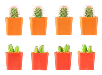 Mini Cactus pot isolated on white background